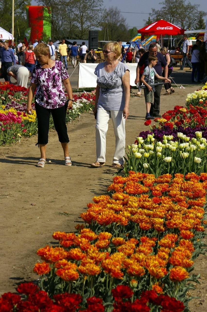 Międzynarodowe targi tulipanów w Chrzypsku Wielkim - 1 maja