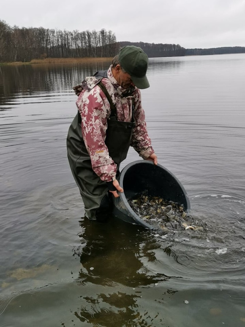 Jeziora Ciemino, Juchowo, Radacz Mały i Duży oraz Lipno zarybione [zdjęcia]