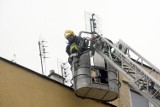Legnica: Strażacy uratowali jaskółkę