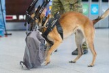 Seria interwencji na gdańskim lotnisku: "bomba", "granaty" i pozostawiony bagaż