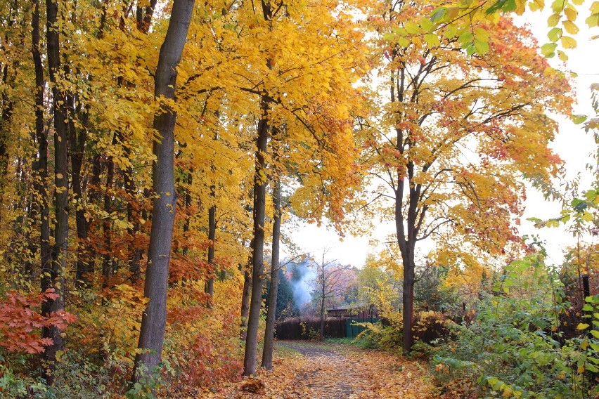 Wieluński Ogród Botaniczny...