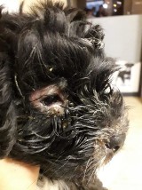 Żory: ktoś porzucił zaniedbanego szczeniaka pod centrum handlowym. Pies ma zaropiałą skórę i stan zapalny ZDJĘCIA