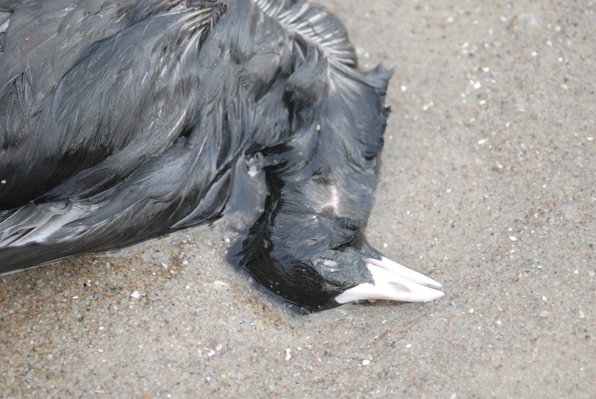 Gdynia: Flesz z przeszłości. 9.03.2008. Ptaki zdychają na plaży. Trują i krzywdzą je ludzie bez wyobraźni