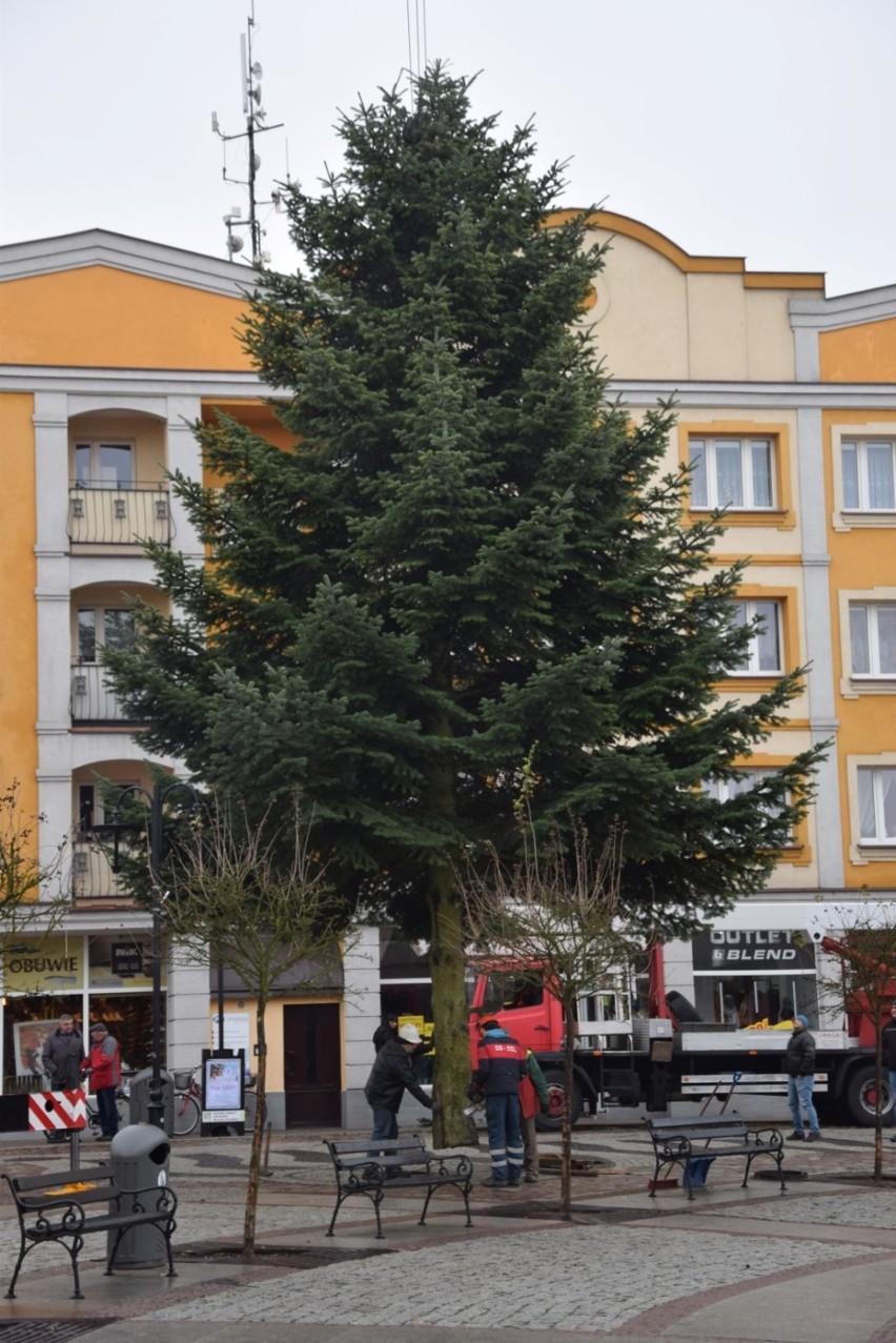 Człuchów. Droga świątecznego drzewka sprzed bloku przy Słowackiego na rynek (zdjęcia, video)