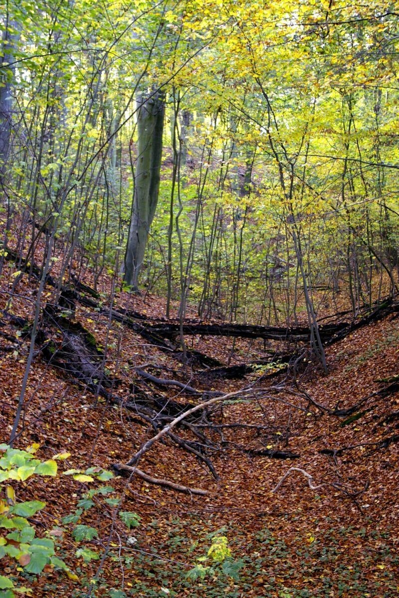 Sierakowski Park Krajobrazowy - rezerwat "Buki nad j....