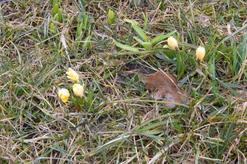 W Ogrodzie Botanicznym zakwitły pierwsze krokusy. 

Na...