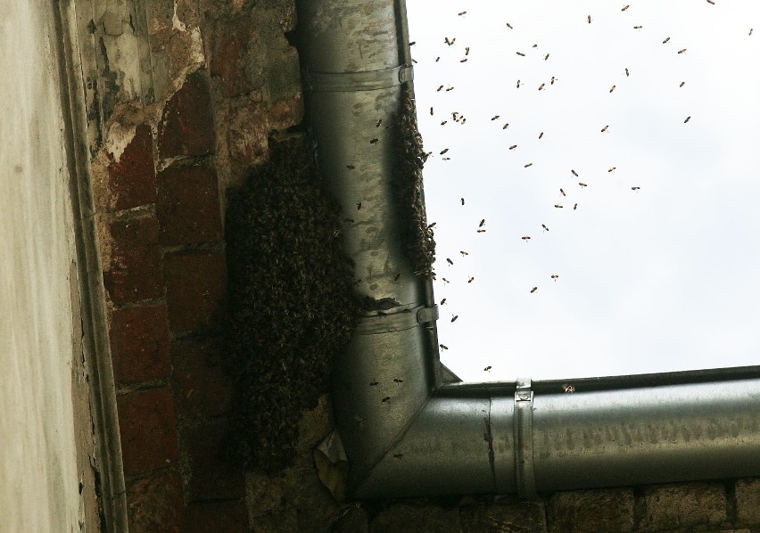 Rój pszczół na kamienicy w Legnicy (ZDJĘCIA)