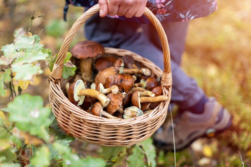 Sanepid w Radomsku o bezpiecznym grzybobraniu. Gdzie sprawdzić, czy zebranie grzyby nie są trujące?