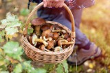 Sanepid w Radomsku o bezpiecznym grzybobraniu. Gdzie sprawdzić, czy zebranie grzyby nie są trujące?