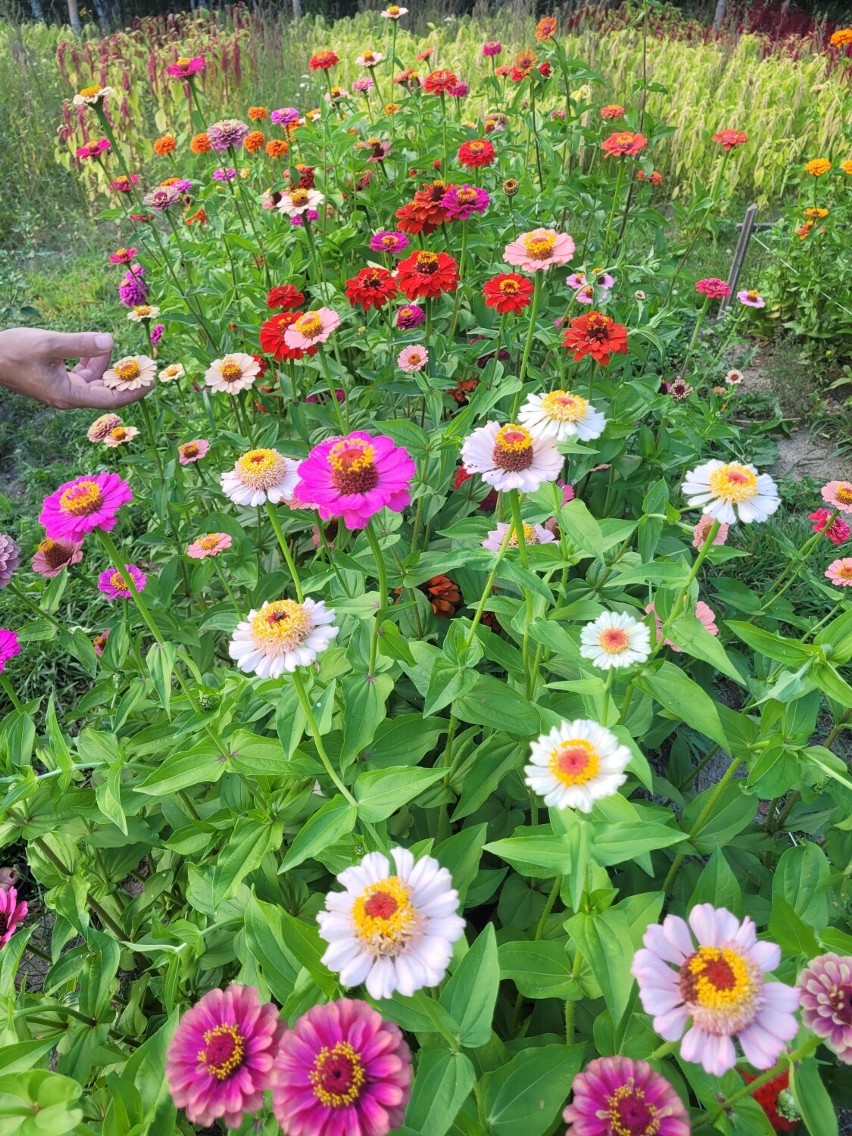 Farma kwiatów w Nowej Karczmie zachwyca. Hanna Smuczyńska uprawia m.in. dalie, cynie i kosmosy [GALERIA]