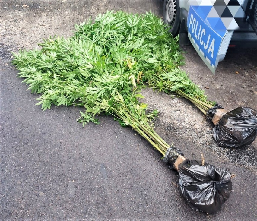 Policjanci z komendy w Oświęcimiu zabezpieczyli 34 krzewy...