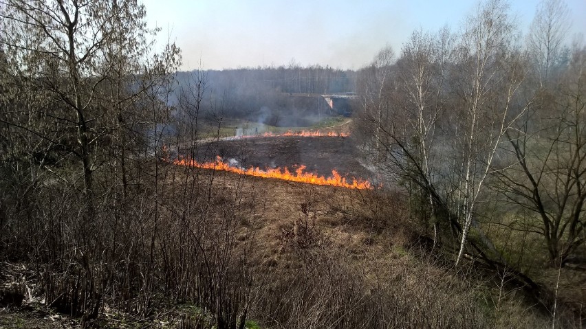 Pożar traw w Mysłowicach