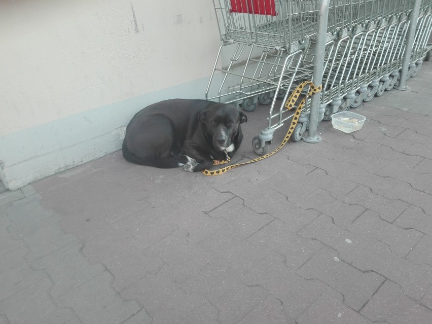 Zapomniał o psie przywiązanym pod marketem w Wągrowcu