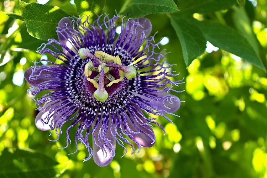 Męczennica cielista (Passiflora incarnata) zawiera związki...