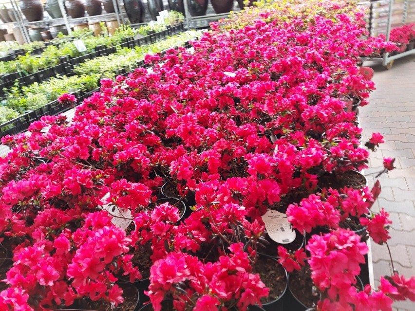 To miejsce w Wieluniu to raj dla miłośników roślin i kwiatów! ZDJĘCIA