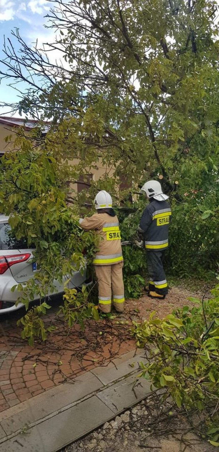 Skutki burzy w Opocznie i powiecie. Powalone drzewa, częściowo zerwany dach [ZDJĘCIA]