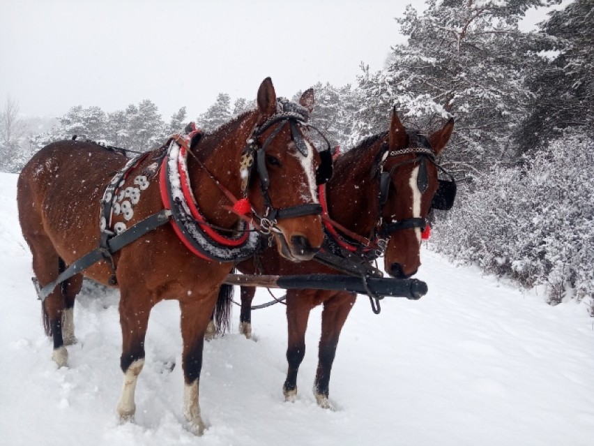 Gładyszów. Poszły konie po śniegu w stadninie Stara Cegielnia. Ach, jakby to dobrze było kuligiem się przejechać! [ZDJĘCIA]