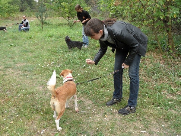 Szkoła dla psów Wesoła Łapka organizuje szkolenia dla psów w gliwickim schronisku [WIDEO + ZDJĘCIA]
