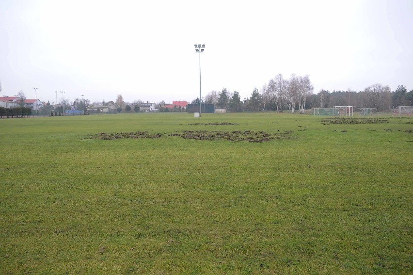 Dziki znów zniszczyły boiska w Zaborowie. Trzeci raz  w tym miesiącu