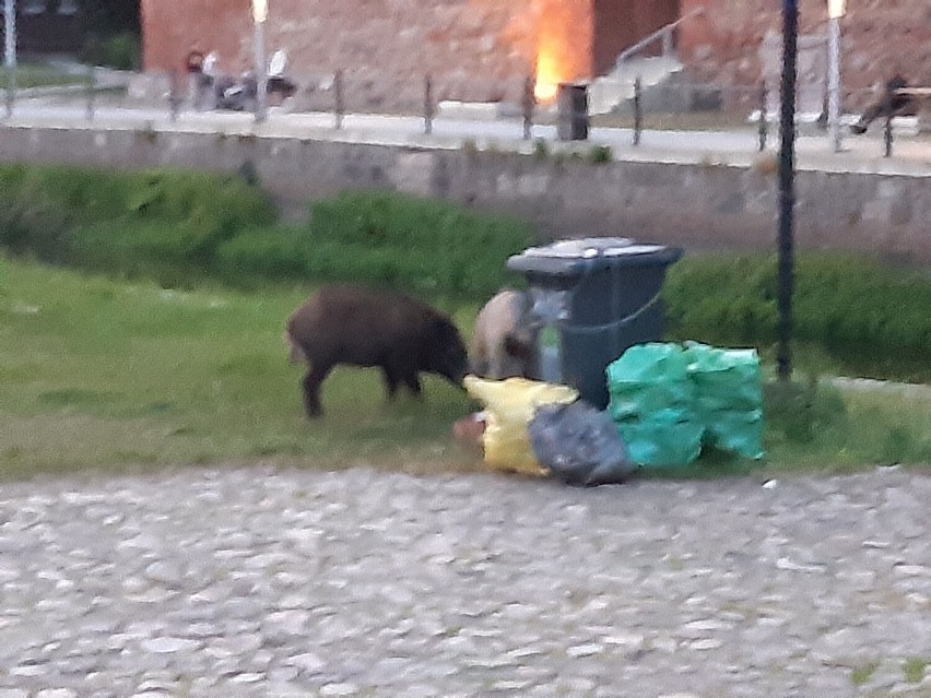 Dziki pod Chmielem. Nietypowe widoki w centrum Goleniowa