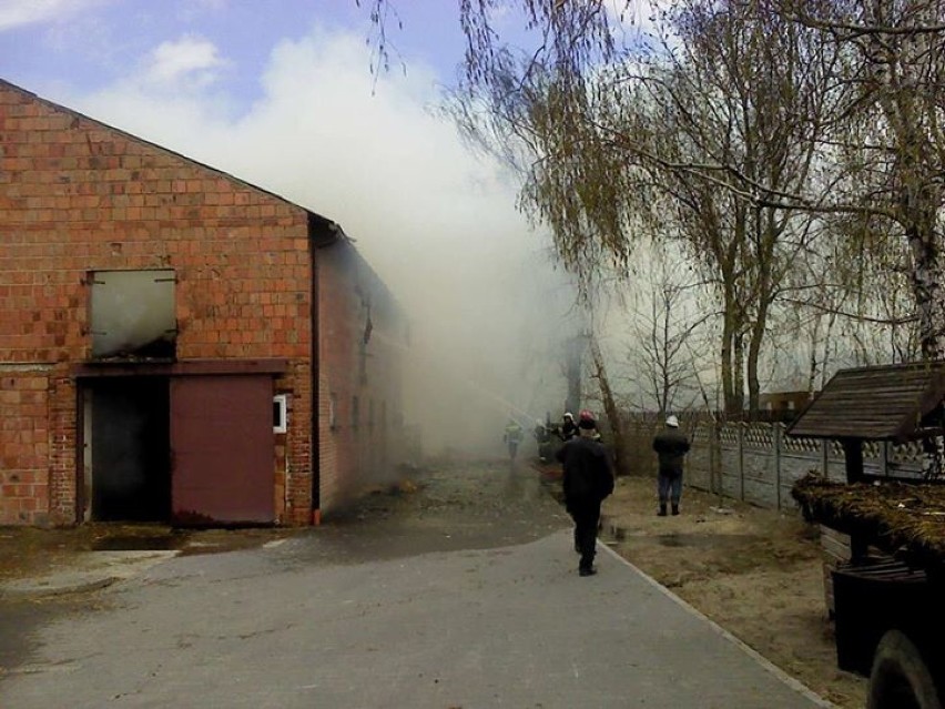 Pożar w Gutowie. 60 strażaków walczyło z ogniem w chlewni. Straty to 800 tys. zł! [ZDJĘCIA]