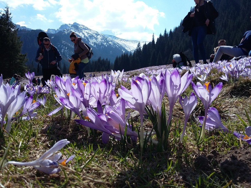 Tatry. Tłumy podziwiały krokusy na Kalatówkach [ZDJĘCIA]