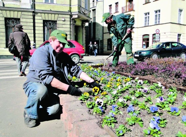 Pracownicy MPGK posadzili wczoraj bratki przy Bankowej