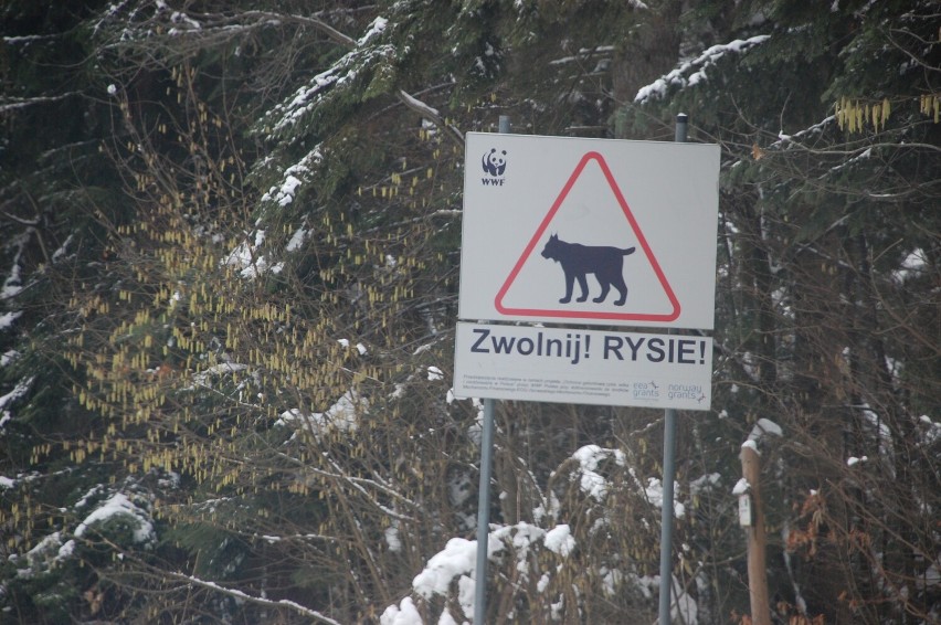 Las na Przełęczy Hałbowskiej w Magurskim Parku Narodowym