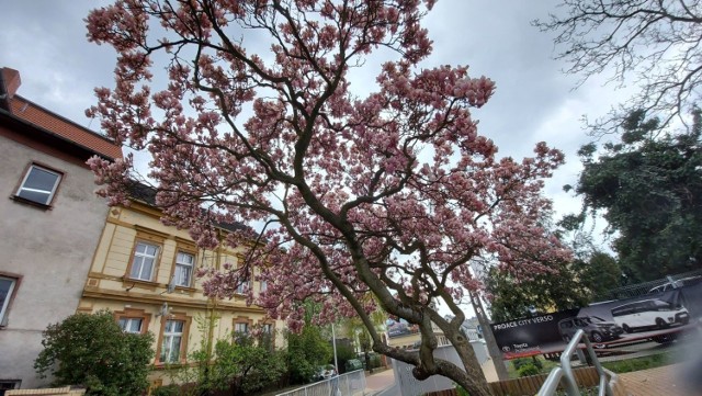To najlepszy moment, by zobaczyć, jak pięknie kwitną teraz zielonogórskie magnolie. Może wybierzesz się na spacer śladami tych drzew?