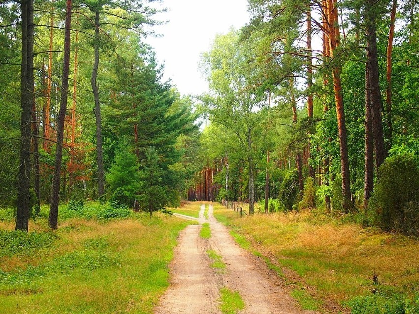 Spacer leśnymi ścieżkami skutecznie wycisza....