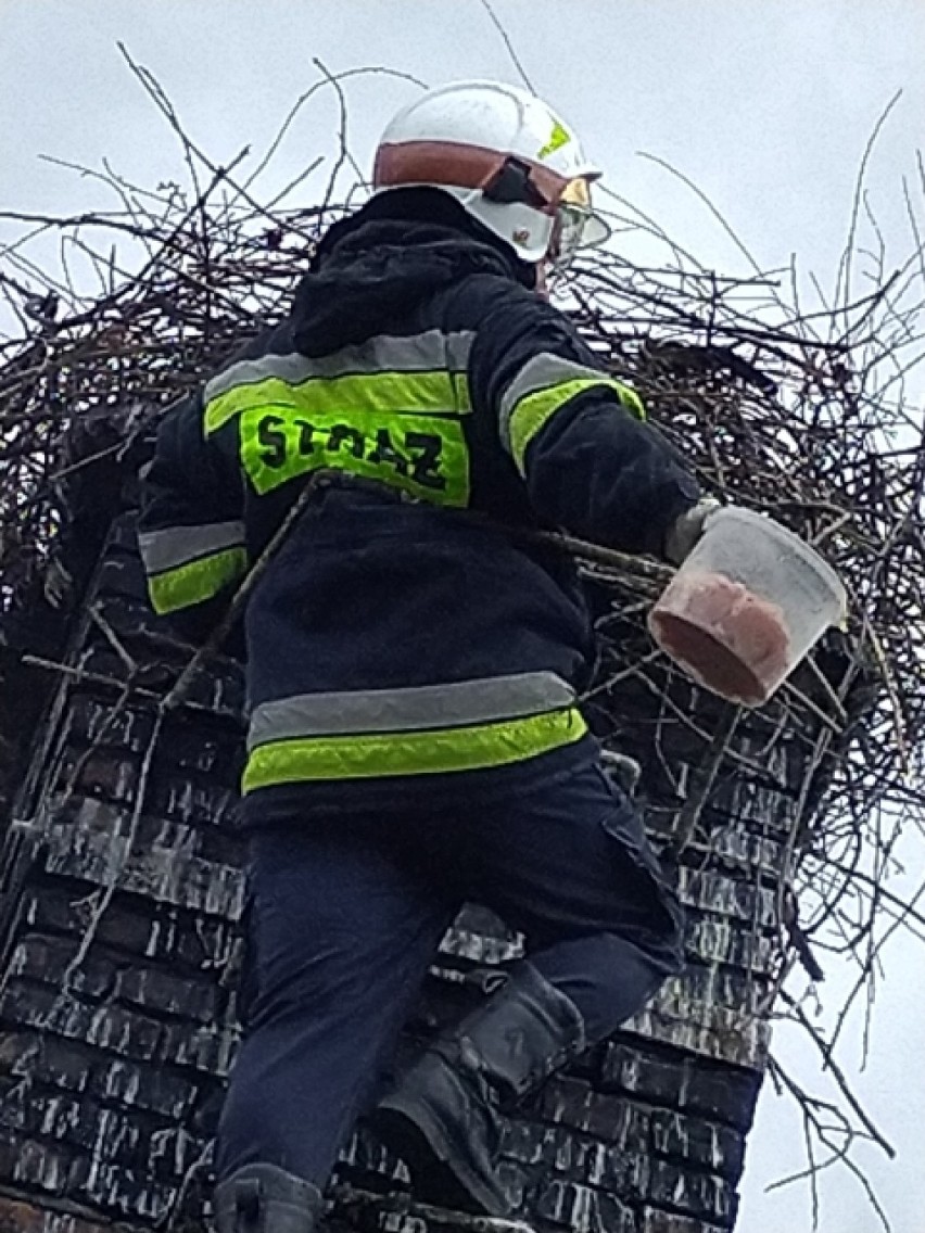 Druhowie z OSP w Bobrownikach dokarmiają bociana, który uwił gniazdo na kominie.  