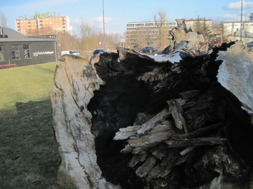 "Lubelski baobab" spoczywa na placu, a koncepcje jego upamiętnienia zmieniają się wciąż