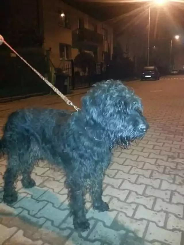 Czarny terier rosyjski został znaleziony przy ulicy Przystankowej we Wrocławiu