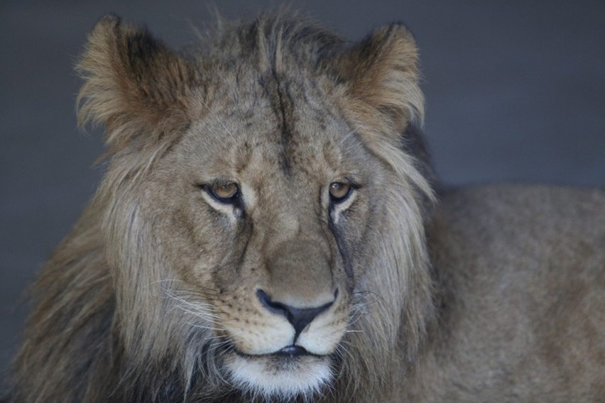 Od śmierci lwa Bolka, który zmarł 29 lipca mijają prawie dwa...