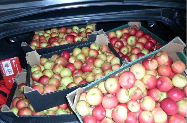 Rozdadzą 40 ton jabłek w gminie Puck