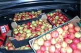 40 ton jabłek rozdadzą w gminie Puck. Organizatorzy zapraszają do Sławutówka i Leśniewa