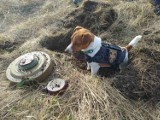 Słynny pies Patron otrzymał medal od prezydenta Ukrainy [WIDEO]. Pies rasy Jack Russell Terrier jest saperem, ekspertem od wykrywania min