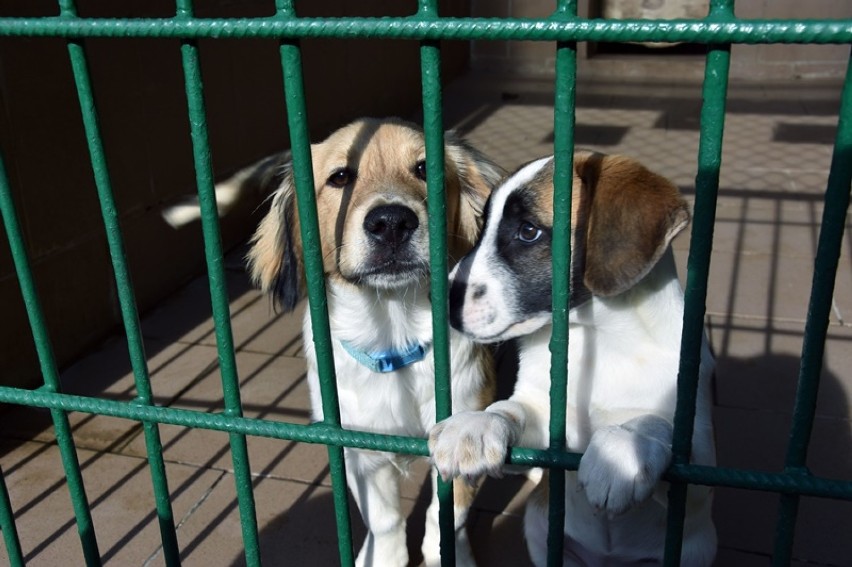 Te psy czekają na adopcję w legnickim schronisku.