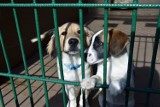 Te psy czekają na adopcję w legnickim schronisku [ZDJĘCIA]