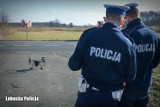 Kontrolowali drogi przy pomocy drona. Działania policjantów z Krosna Odrzańskiego i Gubina pod nazwą "Bezpieczny powiat"