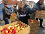 130 rodzin z Nieszawy otrzymało bezpłatnie jabłka