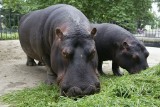 Spędź ferie w zoo - zima w tropikach