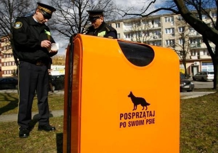Toruń. Psie kupy problemem w mieście. Jak zmusić właścicieli czworonogów do sprzątania?