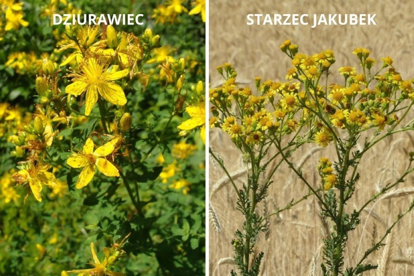 Dziurawiec - nie pomylić ze starcem jakubkiem...