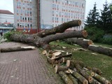 Wycięto wielkie drzewa przed przychodnią w Szczecinku. Kierowcy, uważajcie! [zdjęcia]
