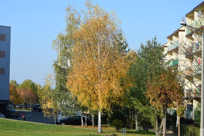 Wieluń w jesiennych barwach. Jesień rozgościła się na dobre.