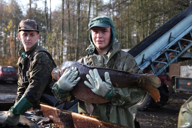 Mieszkańcy północnej Wielkopolski, okolic Bydgoszczy i berlińczycy gustują w karpiach tłustych, o wadze 3,5–4 kg