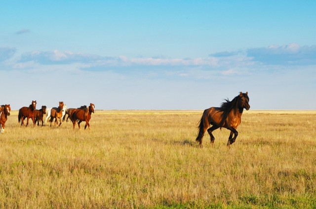 Casting do serialu TVP. Zwiedź Kazachstan, Uzbekistan, Iran i Włochy