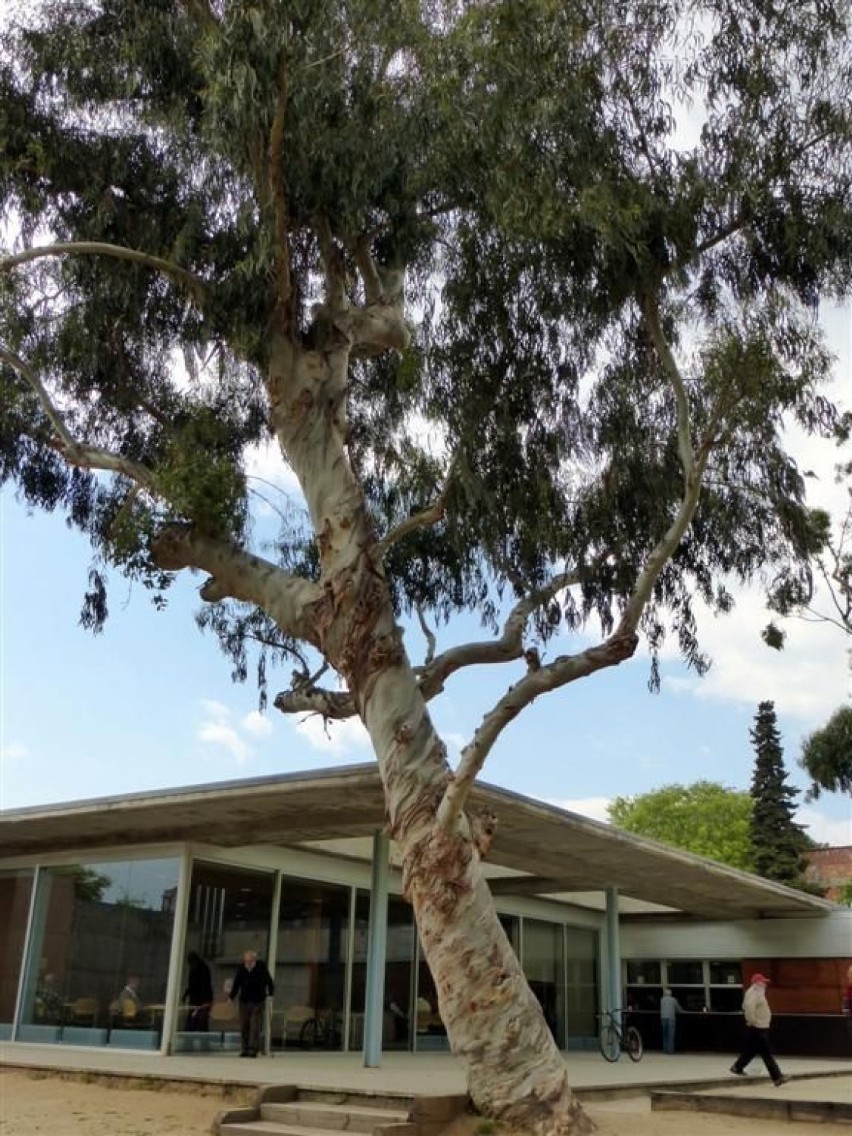 Drzewo eukaliptusa.