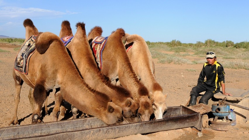 Dzień kultury mongolskiej w warszawskim ZOO. Tradycyjna...